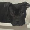 American Bully