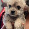 Male MALTIPOO 18 weeks 