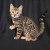 NewElite Bengal kitten from Europe with excellent pedigree, female. NOV Mia