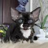 Devon Rex Female - Black & White - Breeding Rights Available