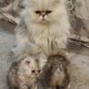 Ahhdorable Persian Kittens  Available today