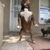 “ORSO” Extreme pocket chocolate ghost Tri Male Up for STUD
