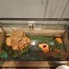 30 gallon wide tank