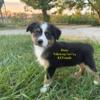 Black Tri Standard Australian Shepherd Female 8 weeks (can meet halfway within reason for loving Home)