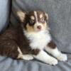 Mini australian shepherds