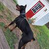 2.5 year old AKC Male Doberman