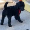 AKC Standard size poodle puppies