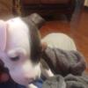 Male American pitbull terrior full blood 6 weeks