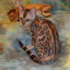 Stunning Males & Females Silver Rosetted W/Glittered Pelt Bengal Kittens