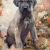 Great Dane puppies ready for furever homes