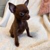 Chihuahua puppies ready to go now!