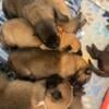 AKC Belgian Malinois puppies