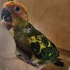 Sun conures