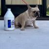 AKC registered Male French Bulldog pup (Excellent structure and Quality to match 321 339 9422)