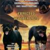 AKC Rottweiler Puppies*Health Guarantee