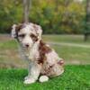 Aussiedoodle puppies