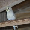 English Parakeets (Budgies)