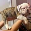 English bulldogs puppies