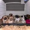 Shih Tzu Stud only ckc imperial (tiny)