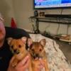 Cute snuggly Pomerian/ chihuahua puppies