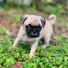 Fawn female pug puppy