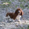 Basset hound puppies