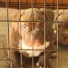 Exotic micro mini bully pup for sale