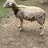 Sheep / Goats for sale