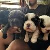 Fluffy French bulldog