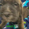 Cane Corso/ Saint Bernard Puppies
