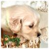 Spunky, fun, lovable and absolutely beautiful golden retriever females available