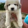 Great Pyrenees Puppies