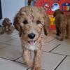 F1b Standard Goldendoodles