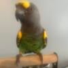 Young Meyers Parrot for sale