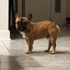 Short compact standard RED FAWN male