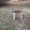 Wolfdog