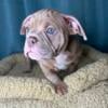 American Bullies Micro