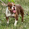 Pocket bully male and female available
