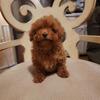 Red Toy/mini poodle puppies