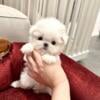 Rehoming Loving Maltese Puppies 