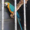 Blue and Gold Macaw dna'd female