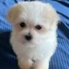 Maltese A.K.C. Puppies For Sale