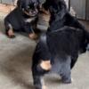 Protective Rottweilers For Rehoming.