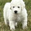 Komondor Puppies