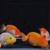 Quality Ranchu & Pearlscale goldfish