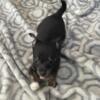 REDUCED AGAIN! CKC Male Chihuahua last of litter