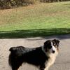 CKC Australian Shepherds Due 4/11/26