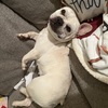 French Bulldog for sale!