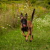 Female malinois 1000 trained