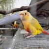 Green cheeks conures tame birds Im in Berwyn il